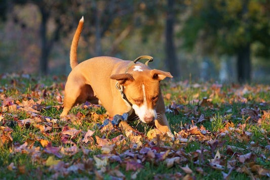 Genuine Leather Cow Leather Engraved Anti Loss Dog Collar: A Safe & Stylish Choice for Your Pu