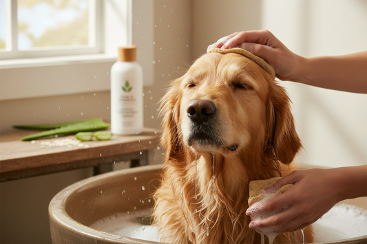 Do Moisturizing Shampoos Really Improve Dry and Itchy Pet Skin?