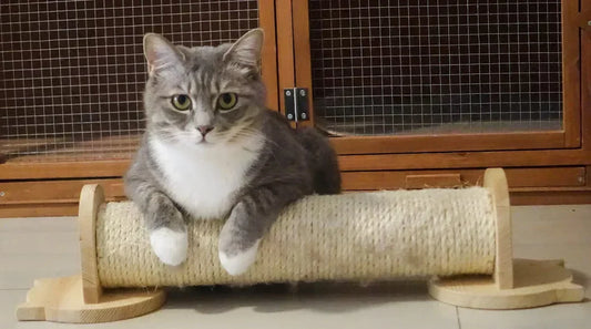 Why Eco-Friendly Pet Care Matters This Winter